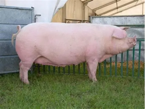 Landrace Pig